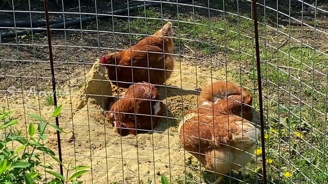 Куриный кайф. 5 минут релакса. Учимся у куриц расслабляться.
#куры#родонит