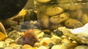 Тельматохромис темпоралис ( Продажа!) озеро Танганьик?