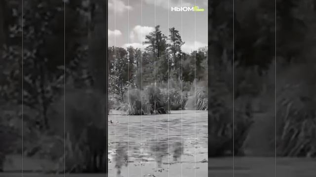 Прогуляться босиком по необычной тропе и встретиться с величественными животными.