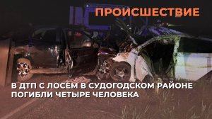 В ДТП с лосем в Судогодском районе погибли четыре человека