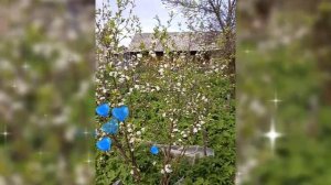 🌿 ВИШНЯ, СЛИВА 🌿 27 МАЯ 2025 г.🌿