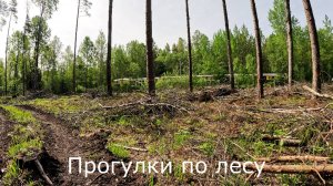 Прогулки по лесу. Иду к железной дороге, где выпиливали березняк.
