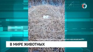 В мире животных