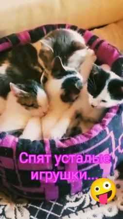 Устряпались!😀😻 Смешные животные.
