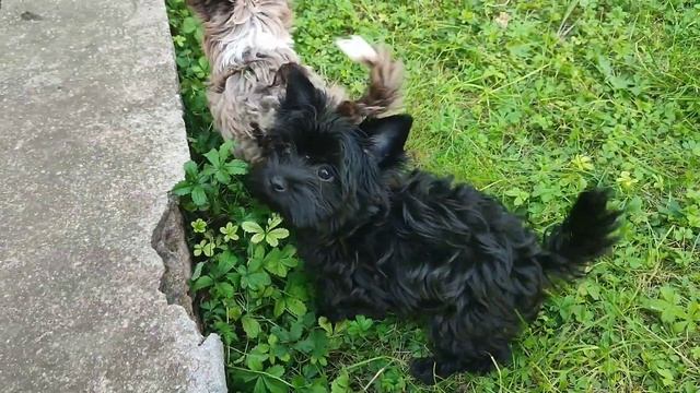 Черный Йорк 🔥 Красавчик Ричард 🫶 Продажа, доставка+79 смотреть онлайн