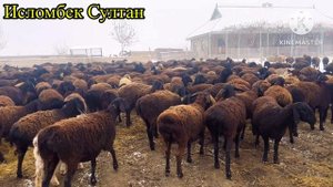 Зимистон дар Тожикистон Ахволи Чорво чи шуд❓     18 12  2024