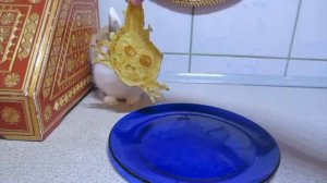 анука давайка делают блины видео не мое  старое видео