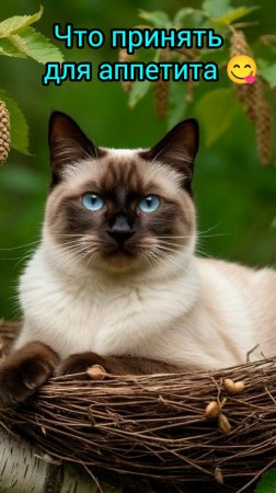 смешныекоты,коты с озвучкой,котики, прикольные котики