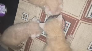 Кормим маленьких котят | Приучаем к самостоятельному приёму пищи из миски