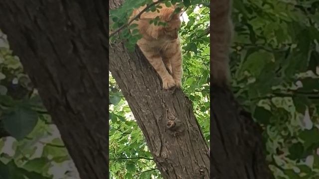 Кошка ищет путь спуска с дерева