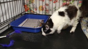 Ищу тебя, хозяин