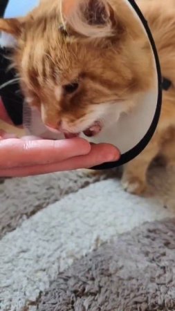 1000003759.mp4 КОРМИМ  БОЛЬНУЮ КОШКУ