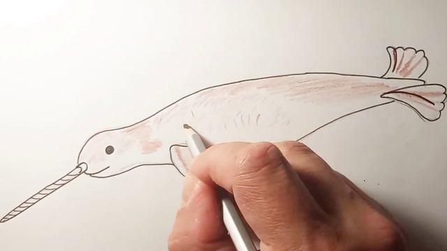 Нарвал - рисунок смотреть онлайн