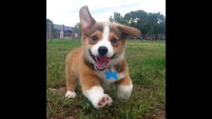 Смешные собаки