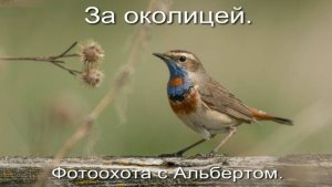 Фотоохота с Альбертом. За околицей.