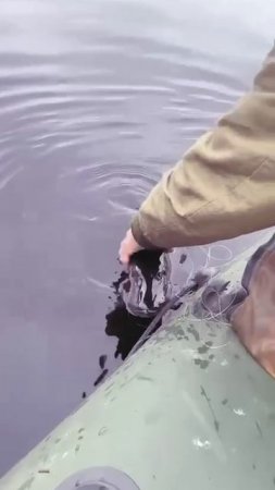 Зубастая не сдается 🎣