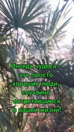 Чудеса в жизни
