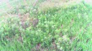 Одя 24.05.25 110 м, интенсив