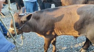 АСАКА МОЛ БОЗОРИ УЗБЕКИСТАН | 9-май, 2024.🔥🔥