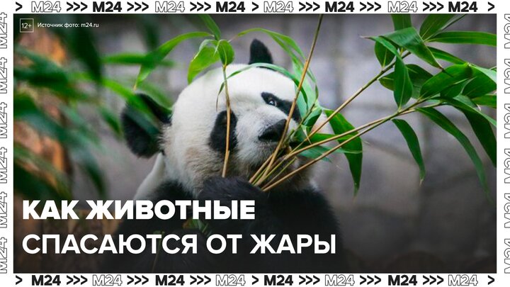 Московский зоопарк показал, как животные спасаются от жары - Москва 24