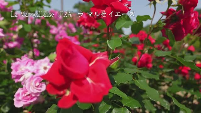 САДЫ ЯПОНИИ. СКАЗОЧНЫЙ ПАРК ЦВЕТОВ АСИКАГА  Ashikaga Flower Park 2025 ПОТРЯСАЮЩЕЕ СИЯНИЕ РОЗ