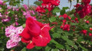 САДЫ ЯПОНИИ. СКАЗОЧНЫЙ ПАРК ЦВЕТОВ АСИКАГА Ashikaga Flower Park 2025 ПОТРЯСАЮЩЕЕ СИЯНИЕ РОЗ