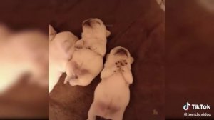 #Смешные видео с котятами и щенками #shorts