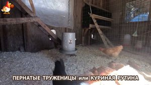 Куры несушки свободного выгула и их обычная куриная рутина – эпизод (361)