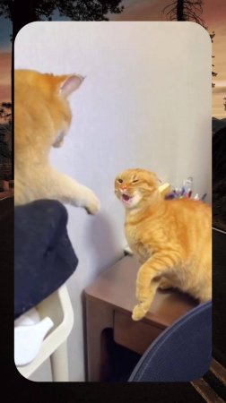 Кошачья Борьба! 😂 КОТЫ Сорванцы! 🙀 #cat #юмор #funny
