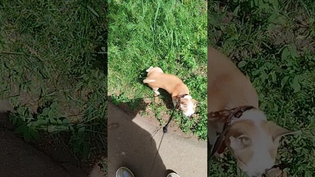 Все не обнюхал, считай не погулял 😁