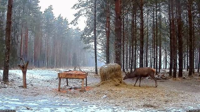 Камера оленей на Сааремаа, Эстония - Deer Camera in Saaremaa, Estonia смотреть онлайн