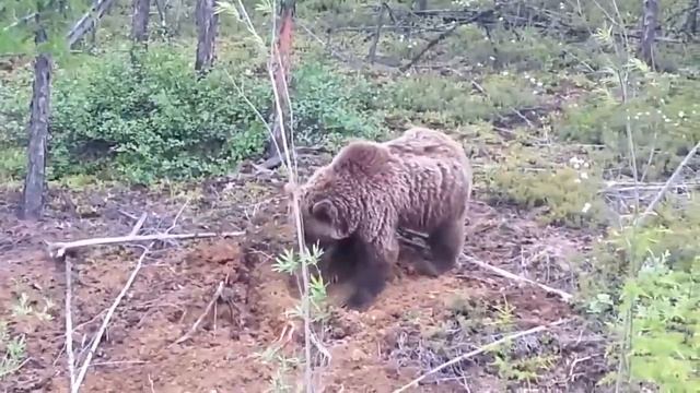 Михалыч охота капканами 159. смотреть онлайн