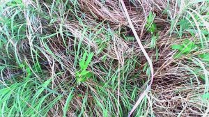 Одя 24.05.25 110 м, 2 интенсива