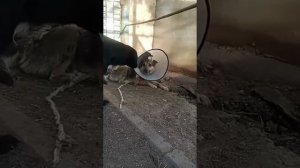 Собачка спинальник просит помощи