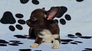 Мальчик чихуахуа шоколадного окраса.
#чихуахуа #щенкичихуахуа #питомникчихуахуа