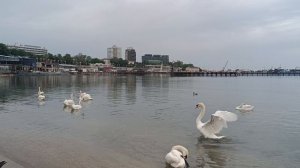 Лебеди продолжают ждать угощение, голуби как всегда рядом.Тут же голос предупреждения