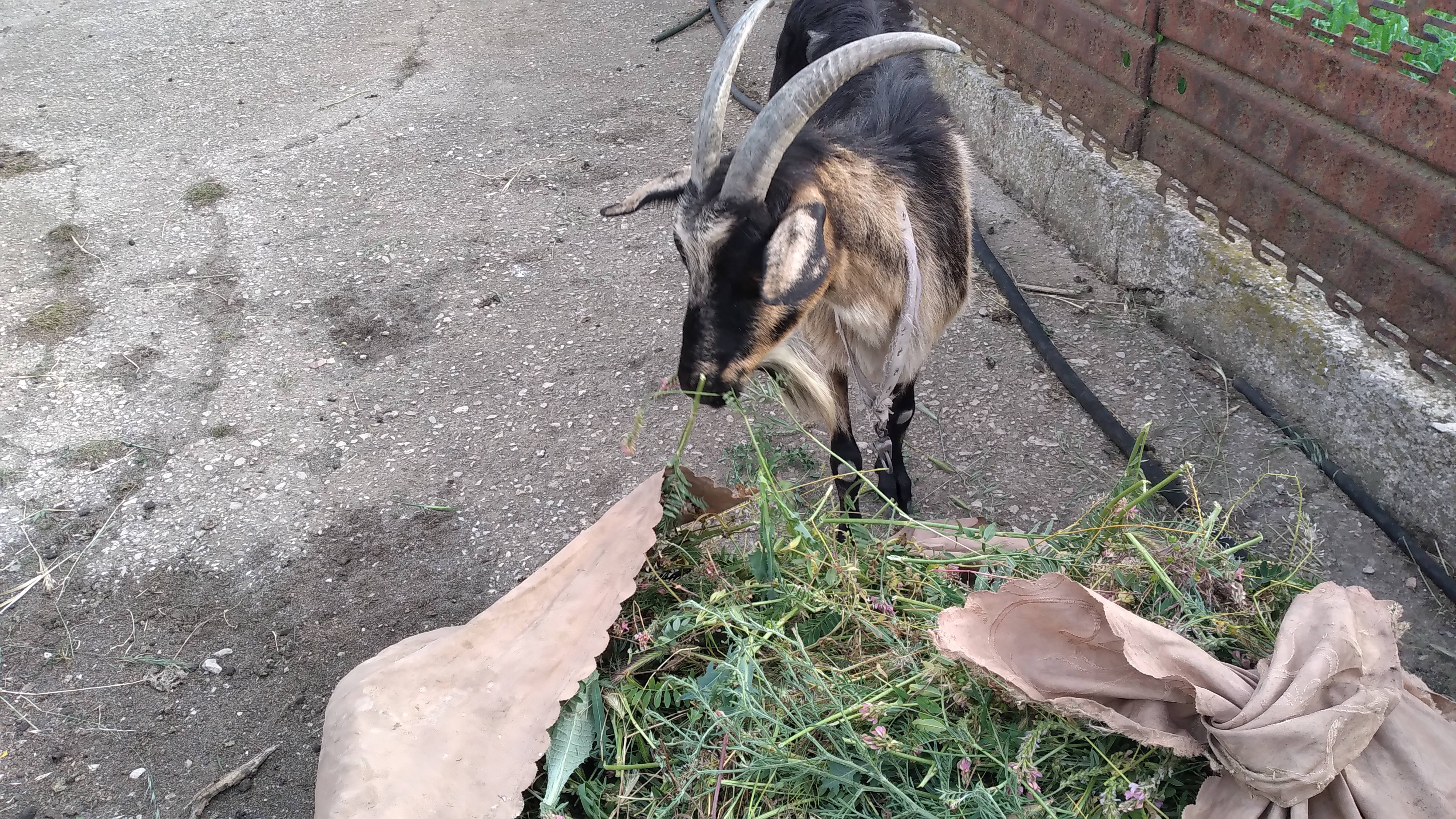 кушать хотим