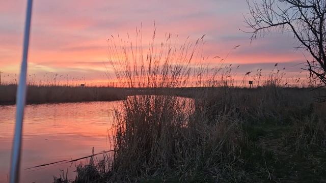 Всемирная радиосеть на русском языке. Радио Японии NHK W смотреть онлайн