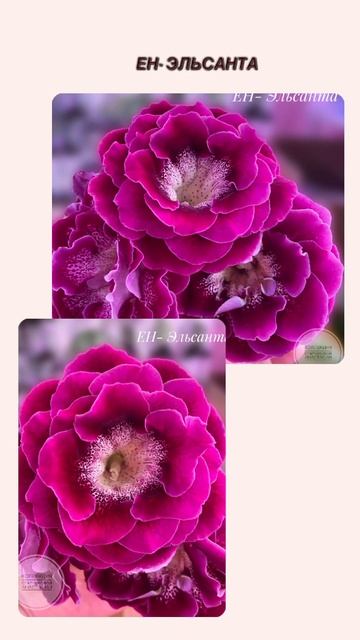 ЕН- Эльсанта #глоксинии #flowers #геснериевые #rose #глоксини