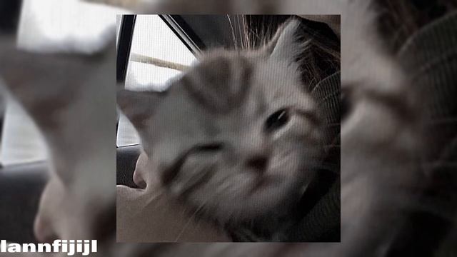 Пошлая Молли - Дом Периньон slowed  echo