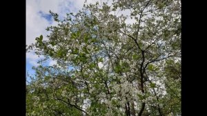 В цветах опять и яблони, и груши. Любовь, Путин и народ. ++