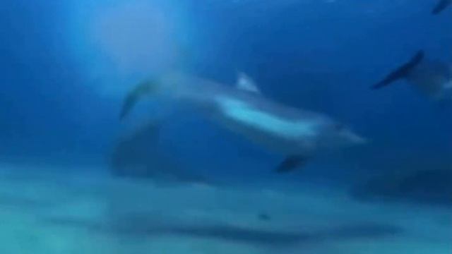 Тайны морей и океанов для детей смотреть онлайн