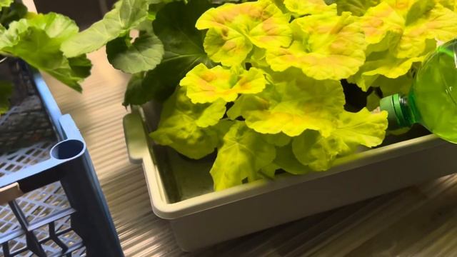 С праздником Весны 😘 смотреть онлайн