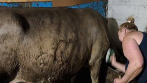 поели, пойдёмте доить 🤩