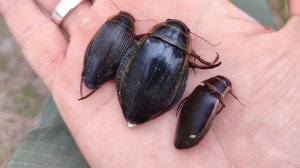 Dytiscus latissimus (широчайший плавунец)! Проверка ловушек на жуков-плавунцов.