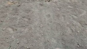 Деревенская суета