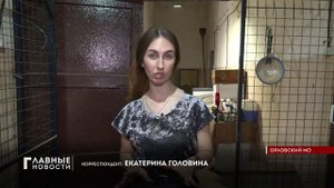 Орловские волонтеры посвятили свой выходной собачьему приюту "Альфа"