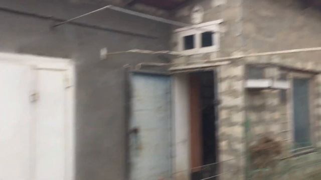 #Pigeons.У какой породы голубей сильный иммунитет. смотреть онлайн