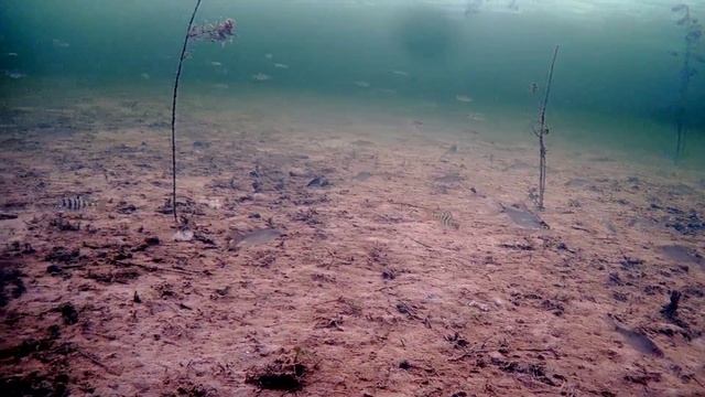 Опустил камеру под лед, а там.... смотреть онлайн