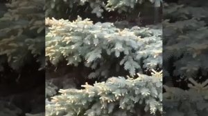За 5 дней до лета в Новосибирск, Кузбасс, Красноярск пришла майская зима.Весна тот еще абьюзер.